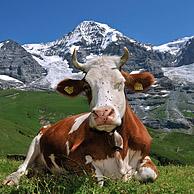 De Eiger en Alpenkoe (Bos taurus) met koebel rustend in Alpenweide in de Zwitserse Alpen, Zwitserland
<BR><BR>Zie ook www.arterra.be</P>